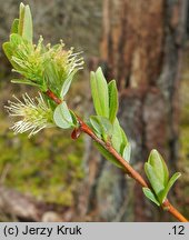 Salix myrtilloides (wierzba borÃ³wkolistna)