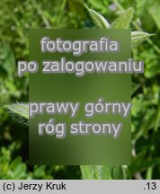 Geranium sibiricum ssp. sibiricum (bodziszek syberyjski)