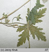 Geranium divaricatum (bodziszek rozÅ‚oÅ¼ysty)