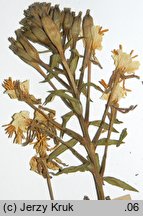 Oenothera wratislaviensis (wiesiołek wrocławski)