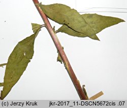 Oenothera wratislaviensis (wiesiołek wrocławski)