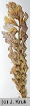 Onobrychis arenaria (sparceta piaskowa)
