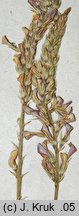 Onobrychis arenaria (sparceta piaskowa)