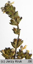 Euphrasia ×vernalis (świetlik wiosenny)