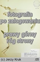 Brassica elongata ssp. integrifolia (kapusta chrzanolistna całolistna)