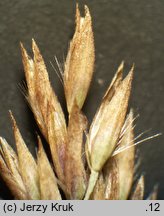 Calamagrostis stricta (trzcinnik prosty)