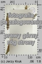 Pedicularis exaltata (gnidosz okazaÅ‚y)