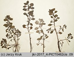 Ludwigia palustris (ludwigia bÅ‚otna)