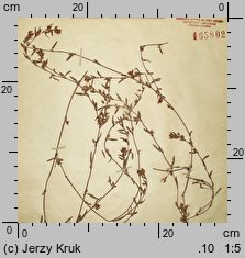 Polygonum oxyspermum (rdest nadbrzeżny)