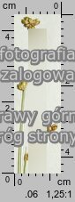 Carex disperma (turzyca szczupła)