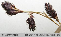 Carex fuliginosa (turzyca przydymiona)