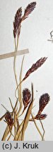 Carex fuliginosa (turzyca przydymiona)