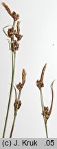 Carex globularis (turzyca kulista)