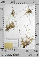 Carex vaginata (turzyca luźnokwiatowa)