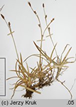 Carex vaginata (turzyca luÅºnokwiatowa)