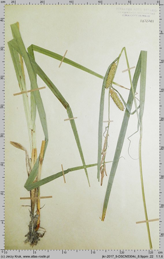 Carex rhynchophysa (turzyca gÅ‚adkodziÃ³bkowa)