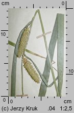 Carex rhynchophysa (turzyca gÅ‚adkodziÃ³bkowa)