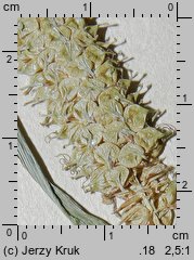 Carex rhynchophysa (turzyca gładkodzióbkowa)