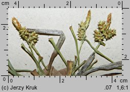 Carex scandinavica (turzyca skandynawska)