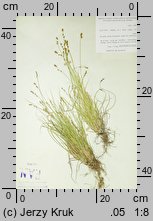 Carex brunnescens ssp. vitilis (turzyca brunatna)