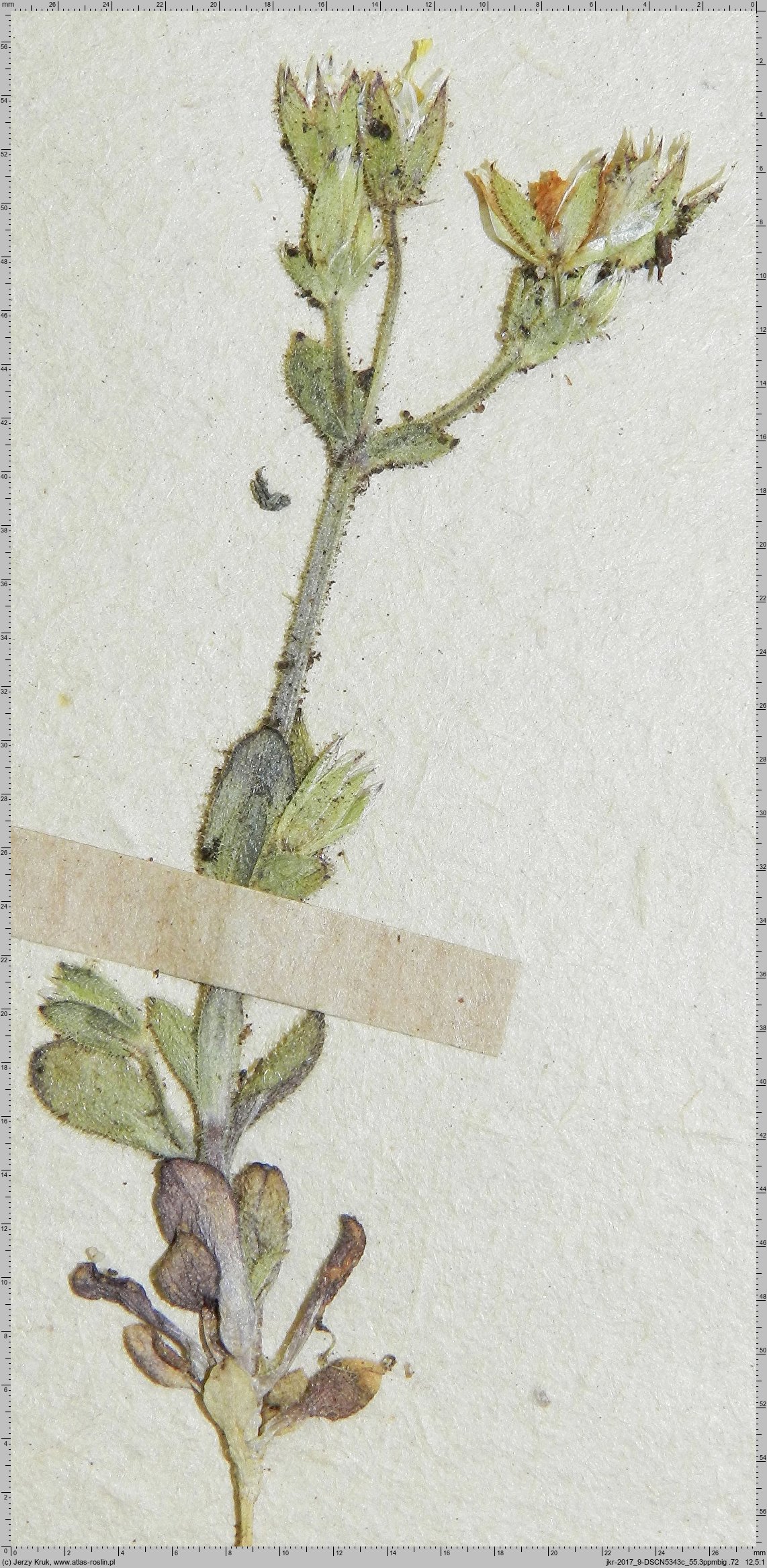 Cerastium pumilum (rogownica drobna)
