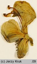Aconitum ×exaltatum (tojad wyniosły)
