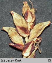 Carex vaginata (turzyca luźnokwiatowa)