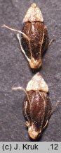 Eleocharis multicaulis (ponikło wielołodygowe)
