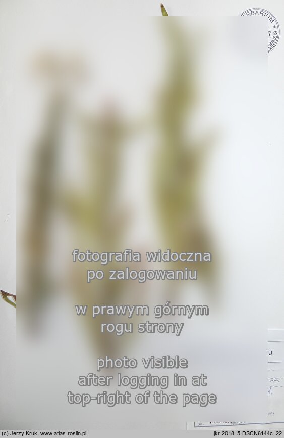 Oenothera coronifera (wiesiołek koronkowy)