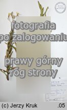 Oenothera coronifera (wiesiołek koronkowy)