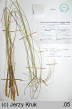 Stipa pennata ssp. ceynowae (ostnica piórkowata Ceynowej)