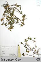 Lamium moluccellifolium (jasnota pośrednia)