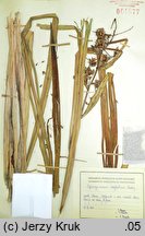 Sparganium neglectum (jeżogłówka zapoznana)