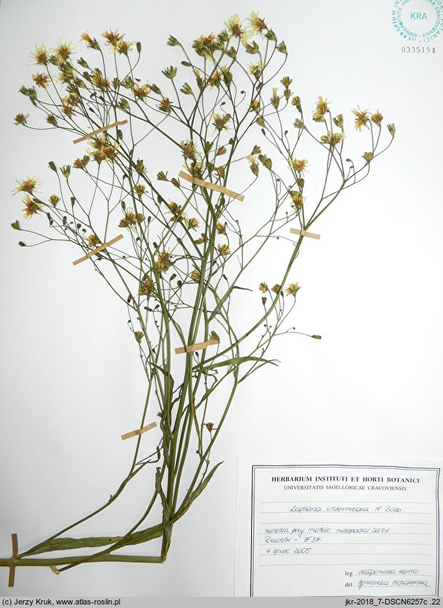 Lapsana intermedia (łoczyga pośrednia)
