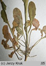 Thlaspi alliaceum (tobołki czosnkowe)