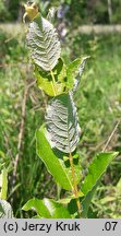 Salix starkeana (wierzba śniada)