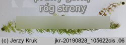 Utricularia intermedia (pÅ‚ywacz Å›redni)