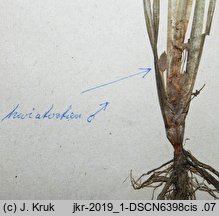 Vallisneria spiralis (nurzaniec Å›rubowy)