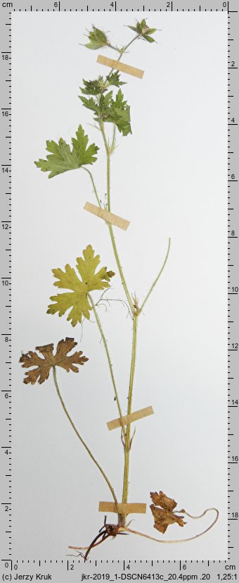 Geranium bohemicum (bodziszek czeski)