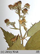 Rubus parthenocissus (jeżyna winobluszczowa)