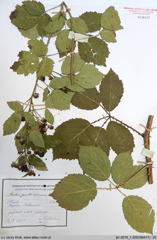 Rubus parthenocissus (jeżyna winobluszczowa)