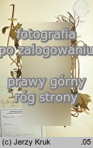 Ranunculus strigulosus (jaskier rdzawy)