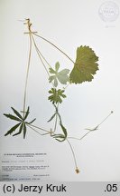 Ranunculus fallax (jaskier faÅ‚szywy)