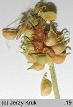 Ranunculus fallax (jaskier fałszywy)