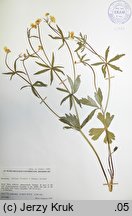 Ranunculus fallax (jaskier faÅ‚szywy)