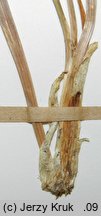 Ranunculus fallax (jaskier fałszywy)