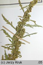 Artemisia biennis (bylica dwuletnia)