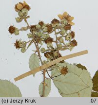 Rubus bifrons (jeżyna dwubarwna)
