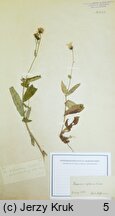 Hieracium riphaeum (jastrzębiec ryfejski)