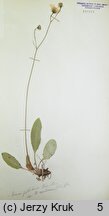 Hieracium schmidtii (jastrzębiec blady)